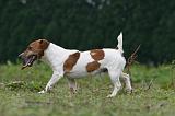 JACK RUSSEL 223